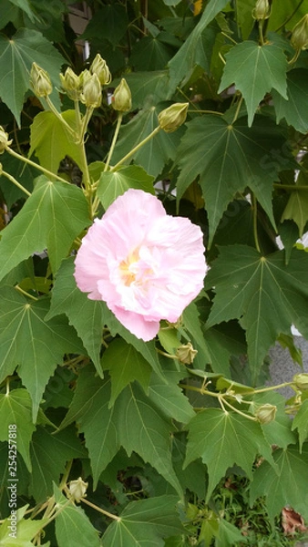 Obraz 花　ピンク　夏　癒し