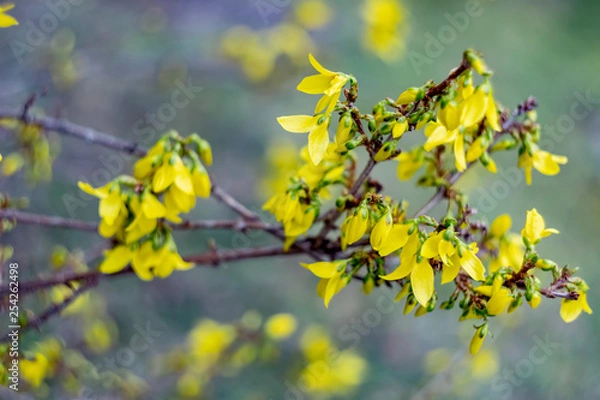 Fototapeta Spring blossoming forsythia with soft focus and blurry. Nature wallpaper blurred background with florets in springtime. Toned Image with soft selective focus.