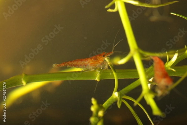 Obraz red little shrimp