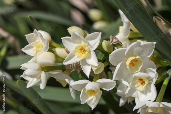 Fototapeta 京都ぶらり、早春の花