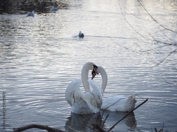 Obraz Schwäne herz