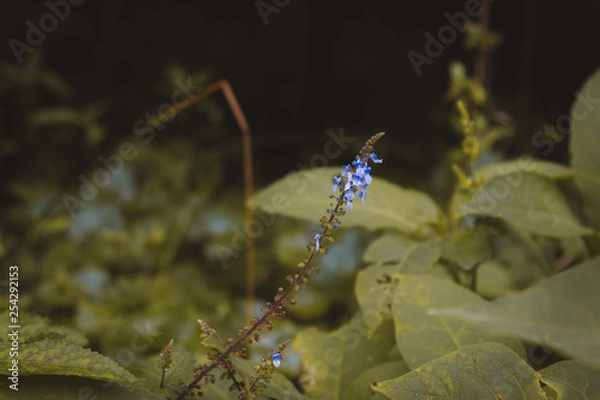 Obraz blue rainforest flower