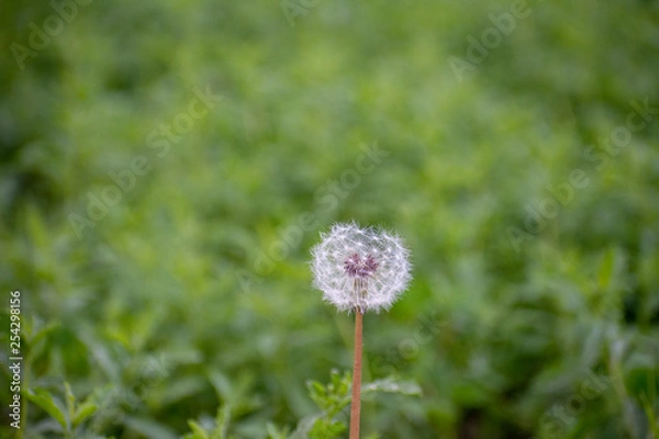 Fototapeta Dandelion with Green Garden Background with soft focus and green bokeh