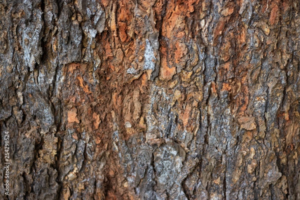 Obraz wooden texture