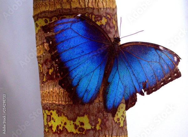 Obraz Mariposa azul