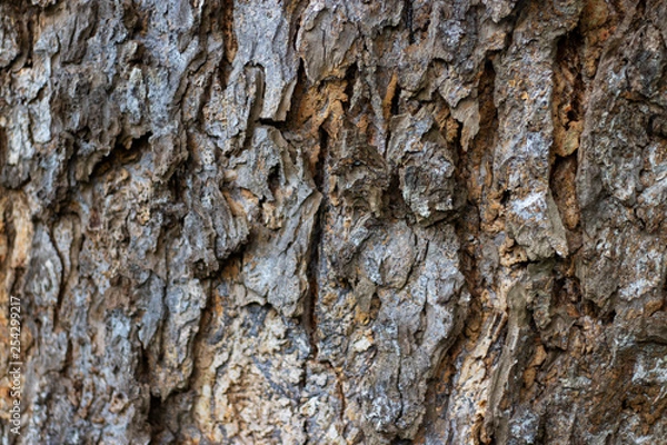 Obraz wooden texture