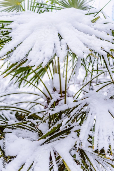 Obraz Snow on a palm tree