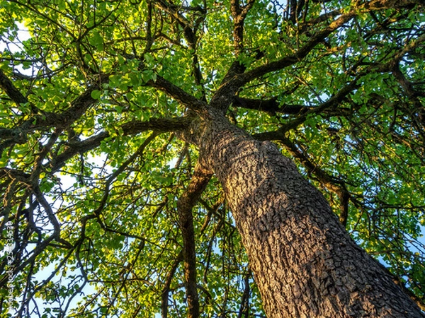 Fototapeta Big old pear tree with many branches and fresh green leaves in the gentle light of a morning