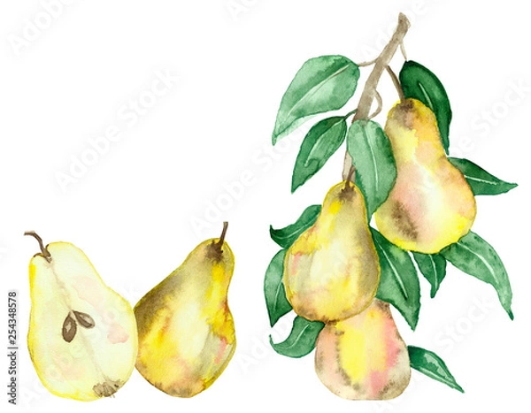 Obraz Watercolor painting is a Botanical illustration of a pear tree with juicy fruits and green leaves on branches isolated on a white background. Hand painted fruit branches for beautiful design.