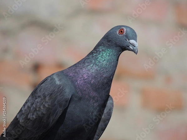 Obraz Pigeon