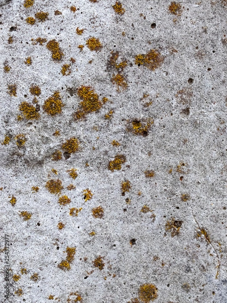 Fototapeta Texture of old reinforced concrete surface with rust and moss. Armored concrete column