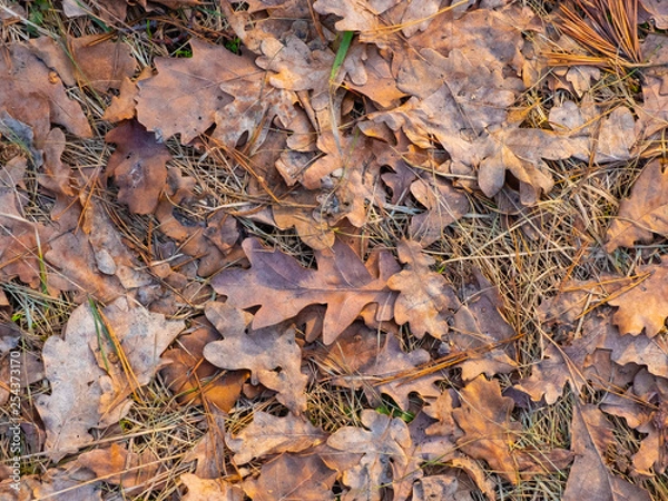 Fototapeta Colorful autumn fallen leaves on brown forest soil background texture