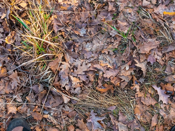 Fototapeta Colorful autumn fallen leaves on brown forest soil background texture