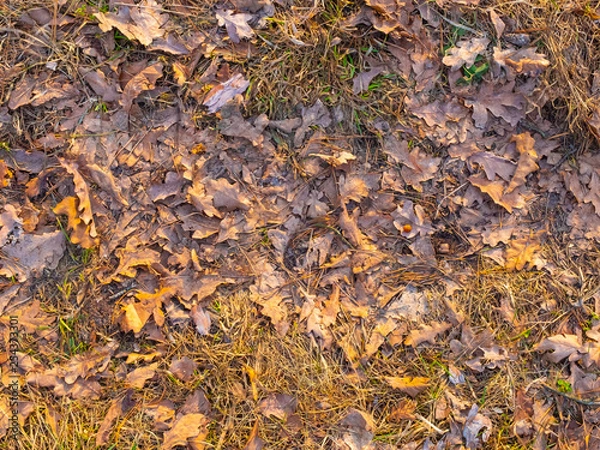 Fototapeta Colorful autumn fallen leaves on brown forest soil background texture