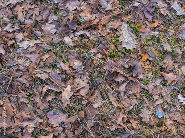 Fototapeta Colorful autumn fallen leaves on brown forest soil background texture