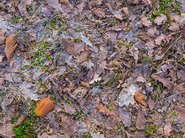 Fototapeta Colorful autumn fallen leaves on brown forest soil background texture