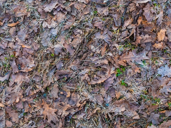 Fototapeta Colorful autumn fallen leaves on brown forest soil background texture