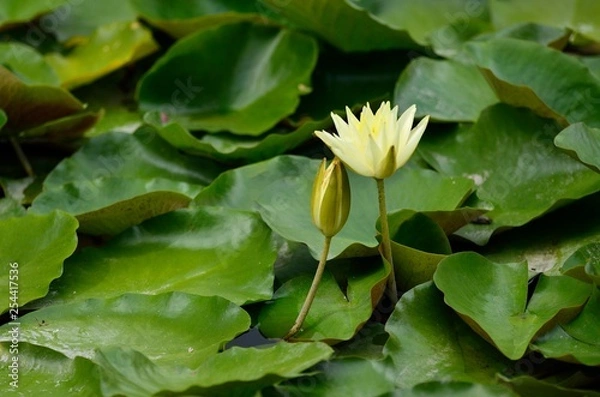 Fototapeta 睡蓮の花