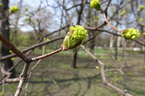 Fototapeta Mixed bud on branch of Norway maple in spring