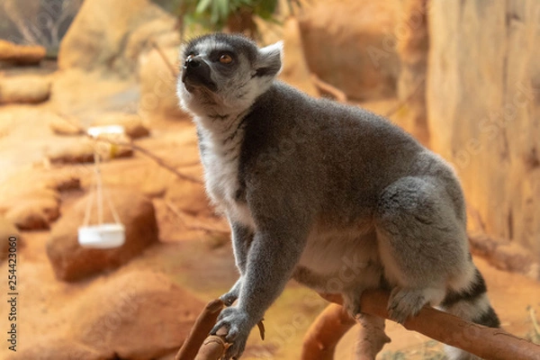 Fototapeta Lemur II