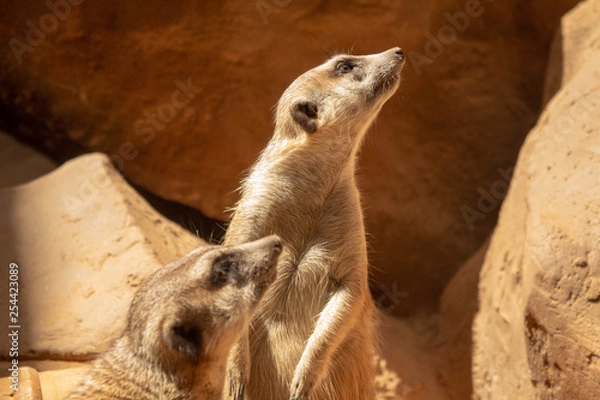 Fototapeta Suricatos