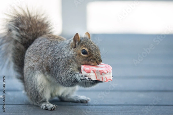 Fototapeta A squirrel eats a snack cake