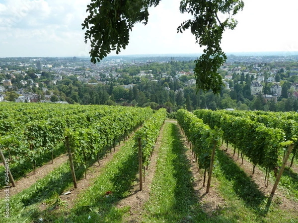 Fototapeta Wein am Neroberg