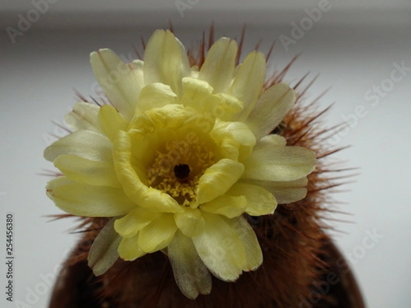 Obraz цветок кактуса