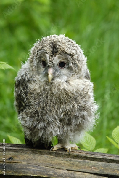 Obraz Waldkautz (Strix aloco) im Nationalpark Bayerischer Wald