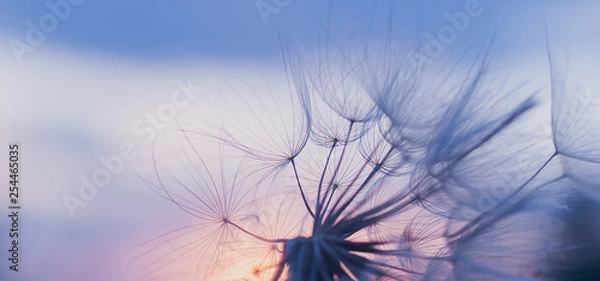 Obraz dandelion at sunset . Freedom to Wish. Dandelion silhouette fluffy flower on sunset sky