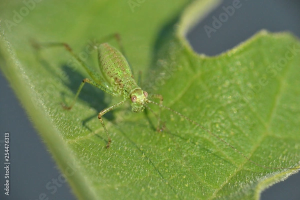 Fototapeta sauterelle