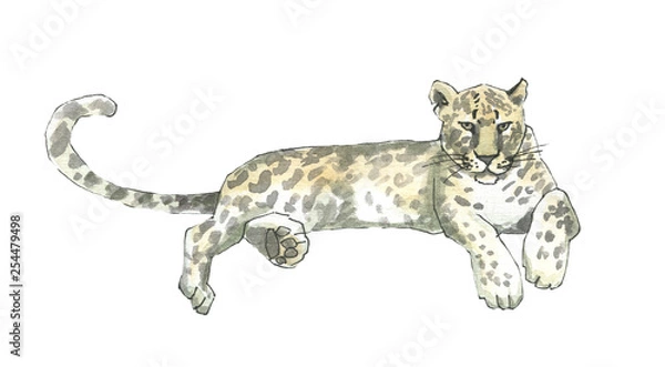 Obraz Watercolor leopard  walking illustration hand drawn laying  isolated on white. Watercolor and ink.