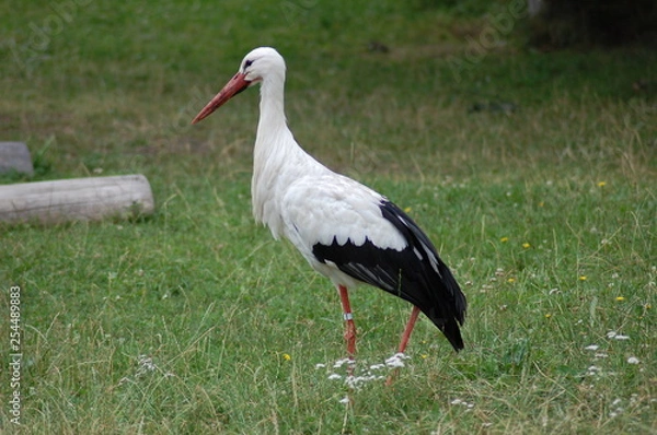 Obraz cigogne alsace