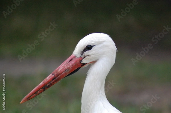Obraz cigogne alsace