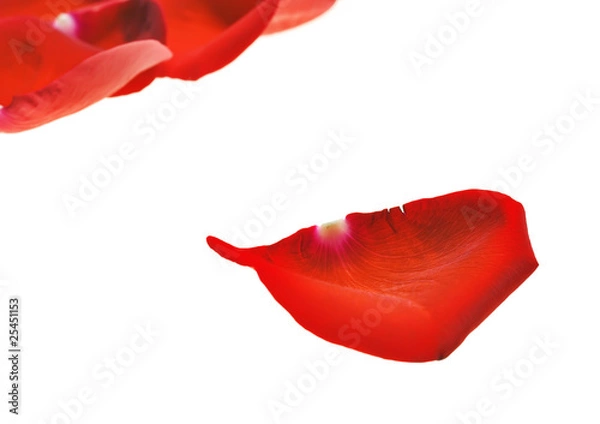 Obraz Red rose petals on white.