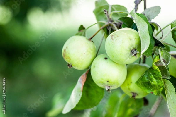 Obraz Unripe apples