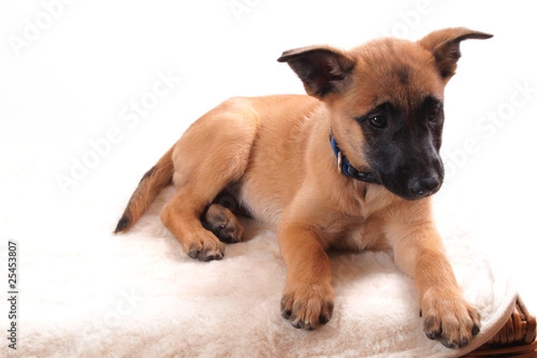 Obraz OLYMPUS DIGITAL CAMERA