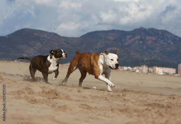 Obraz course de deux molosses sur le sable