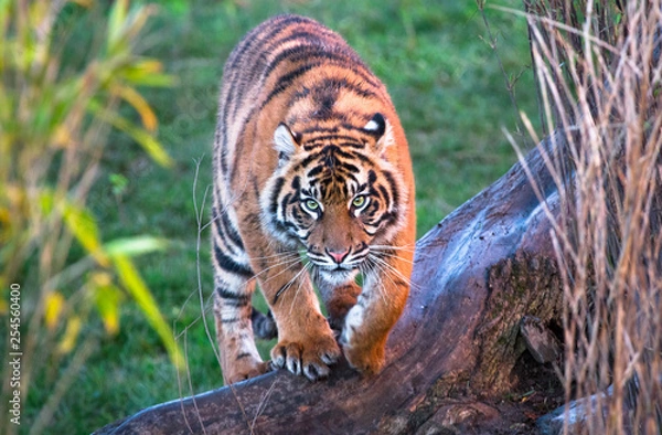 Fototapeta A Sumatran tiger (Panthera tigris sumatrae) walking towards the camera.