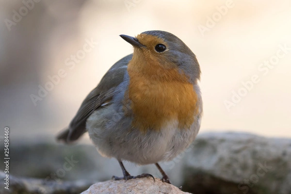 Obraz Ein freigestelltes Rotkehlchen sitzt auf einem Stein
