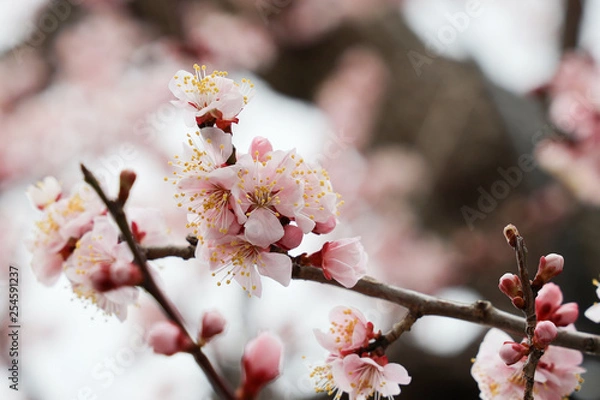 Fototapeta 京都ぶらり、花曇りの中、梅満開