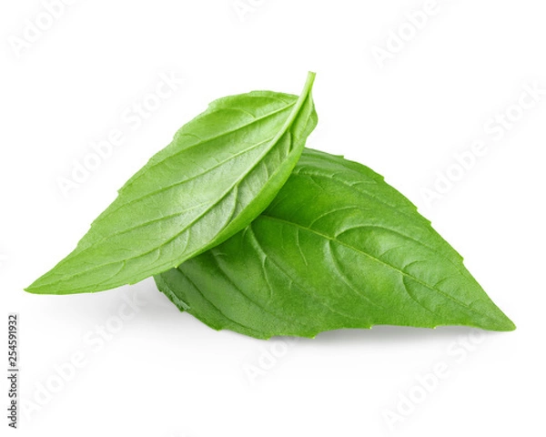 Fototapeta Two leaf of basil
