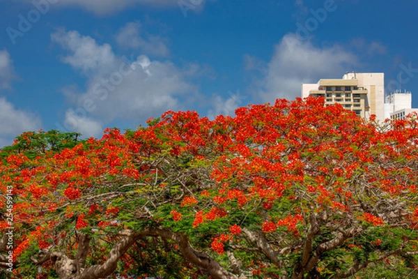 Fototapeta グアム島