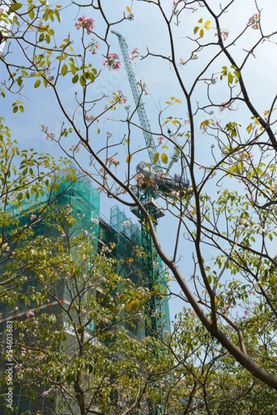 Fototapeta Tabebuia rosea flower next to buildings in modern and dynamic city, harmony with nature, garden city architecture. Royalty high quality free stock photo