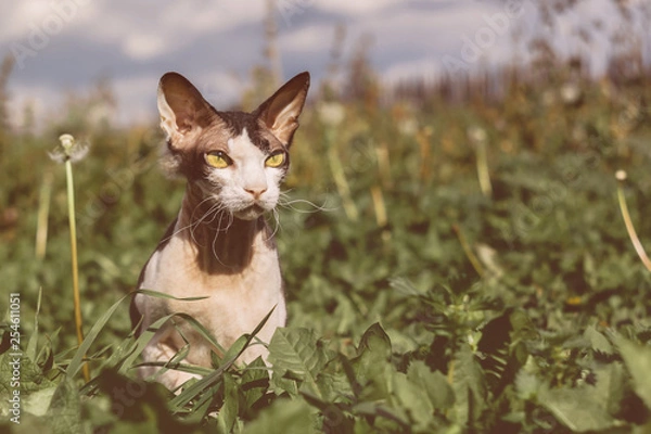 Obraz Don Sphynx Brush cat the backdrop of nature