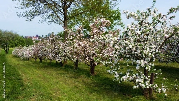 Obraz Apfelblüte