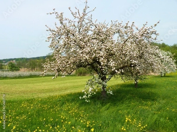 Obraz Streuobstbaum in Blüte