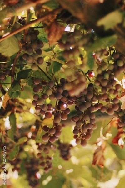 Fototapeta bunch of red grapes on the vine