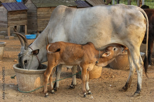 Fototapeta cow feeding its calf and cow eating as well . hungry cow and calf both eating at the same time during sunset in a village with hen cage in the background.