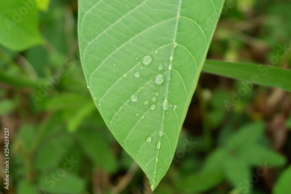 Obraz dew on the leaves